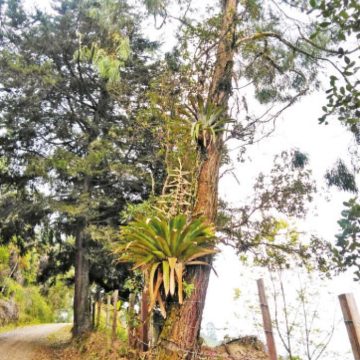 ¿TLC multilateral sobre la biodiversidad?