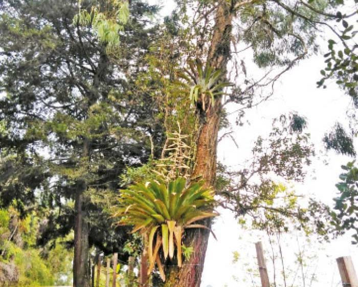 ¿TLC multilateral sobre la biodiversidad?