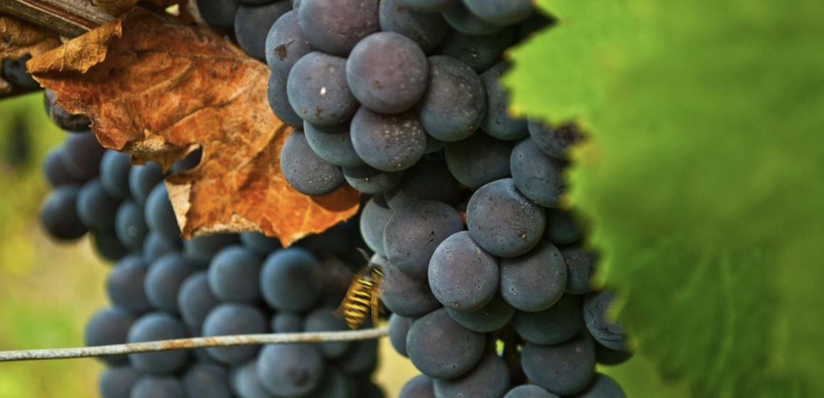 Captura de pantalla 2026-10-05 a la(s) 9.25.30 a.m. El vaso medio vacío del vino francés