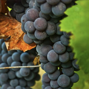 Captura de pantalla 2026-10-05 a la(s) 9.25.30 a.m. El vaso medio vacío del vino francés