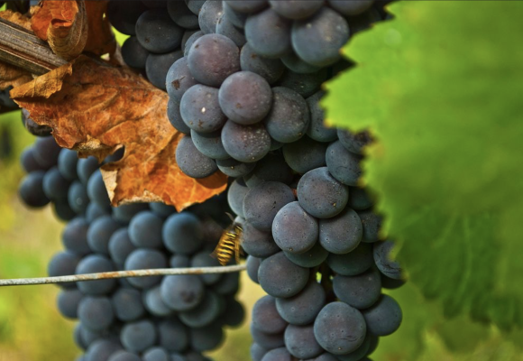 Captura de pantalla 2026-10-05 a la(s) 9.25.30 a.m. El vaso medio vacío del vino francés